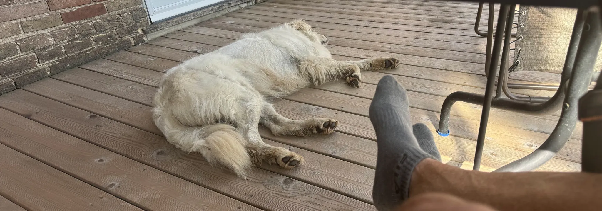 Dog