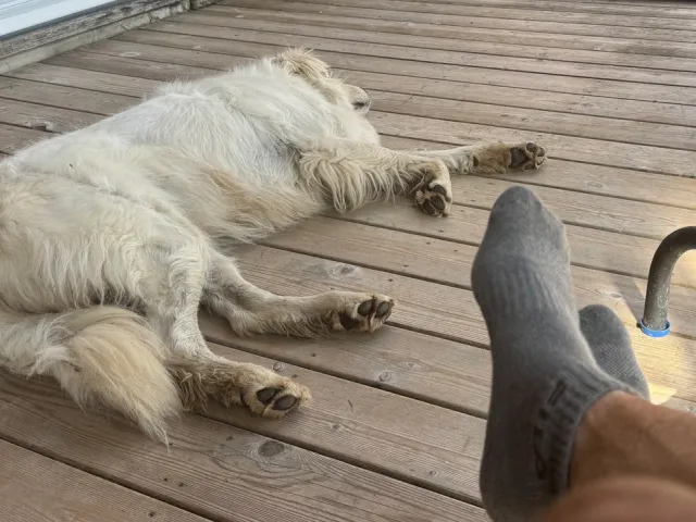 Pets and Mental Wellness