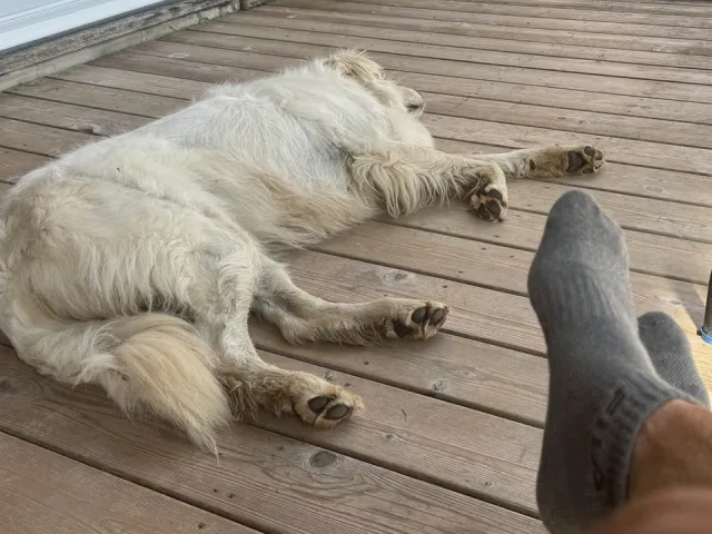 Dog